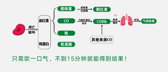 關(guān)于紅細胞壽命，你知道多少？